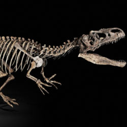Museo di Scienze e Storia Natuale